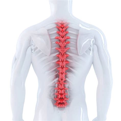 The Cervical Spine Anatomy Function And Common Spine Center Of