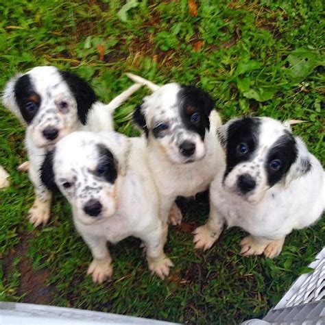 English setter puppies mn in Adams, Minnesota - Puppies for Sale Near Me