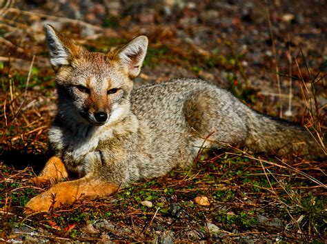 Culpeo Fox Flickr