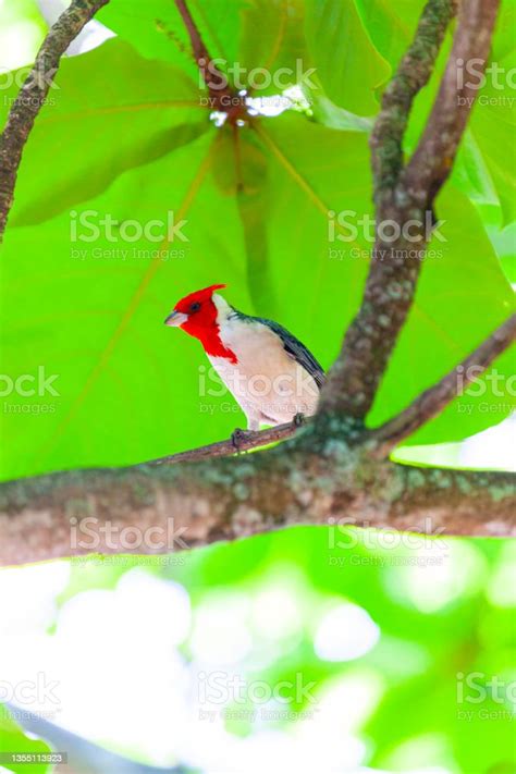 Redcrested Cardinal Oahu Stock Photo Download Image Now Almond Tree