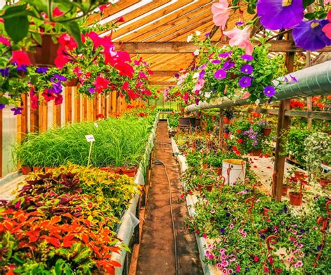 Greenhouse Full Of Colorful Flowers Stock Image Image Of Cultivate