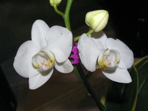 Phalaenopsis Orchids Types How To Grow And Care Florgeous