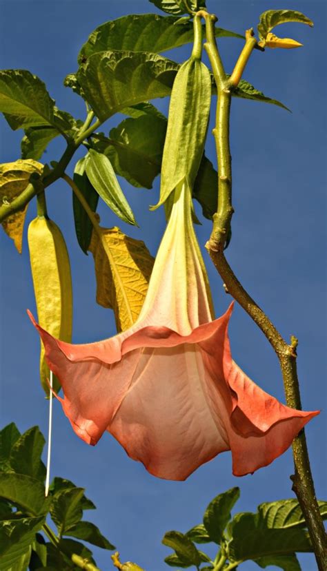 Brugmansia Versus Datura How To Tell The Differences Apart