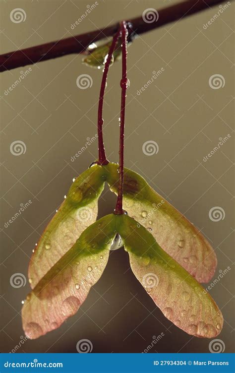 Maple Seed Pods With Dew Stock Photo Image Of Tree Backlighting