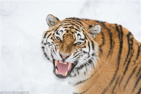 Siberian Tigers Caught In Snowy Scuffle In Sweden Over Female Daily