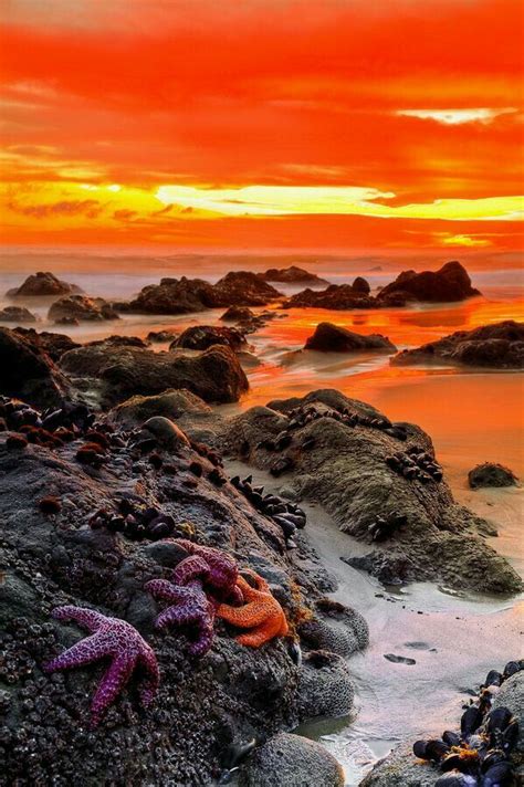 California USA | Dibujo atardecer, Paisajes playa y Naturaleza