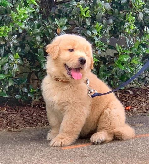 When it comes to the perfect family dog, it's hard to go wrong with a golden retriever. Golden Retriever Puppy for rehoming - Boston, MA Patch