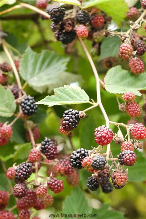 Maybe you would like to learn more about one of these? Blackberry Jam Recipe - How to make Blackberry Jam without ...