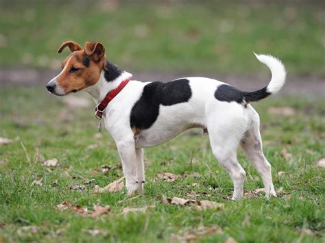 How Intelligent Is A Parson Russell Terrier