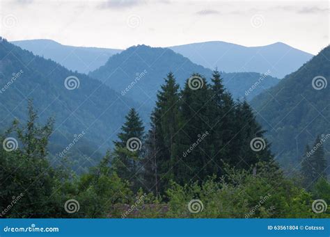 Mountains Covered By Forests And A Group Of Pine Trees Stock Photo