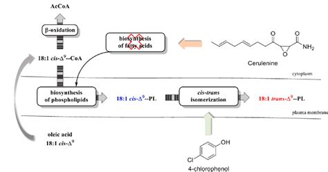 In Vivo Formation Of Elaidic Acid 181 Trans Δ 9 From Oleic Acid