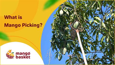 What Is Mango Picking
