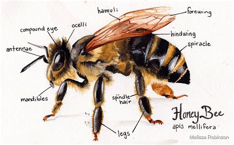 Honey Bee Anatomy Chart By Melissa Robinson Redbubble