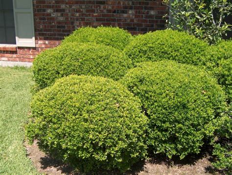 Top 10 Evergreen Shrubs For Texas Best Lawn And Gardens