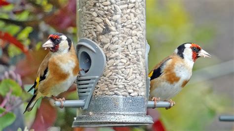 How To Attract Goldfinches To Your Garden Best Bird Feeder Foods