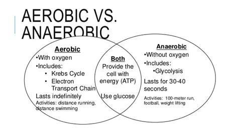 Anaerobic And Aerobic Respiration Venn Diagram Aerobics Venn Diagram