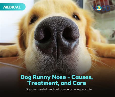 Dog Runny Nose Causes Treatment And Care Vosd