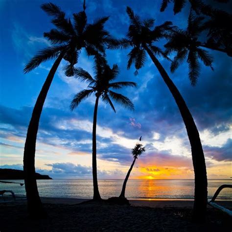 Silhouette Of Palm Trees At Sunset Nippah Beach Lombok