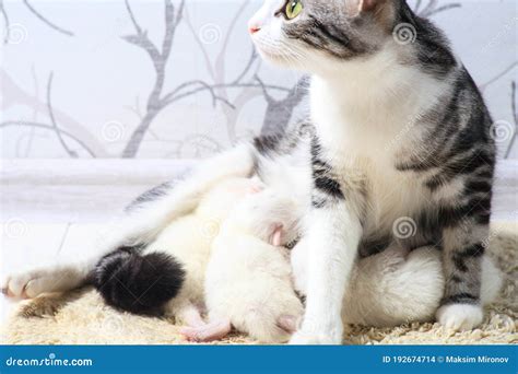 Cat And Kitten Hug And Sleep In Compassion Stock Photo Image Of Child