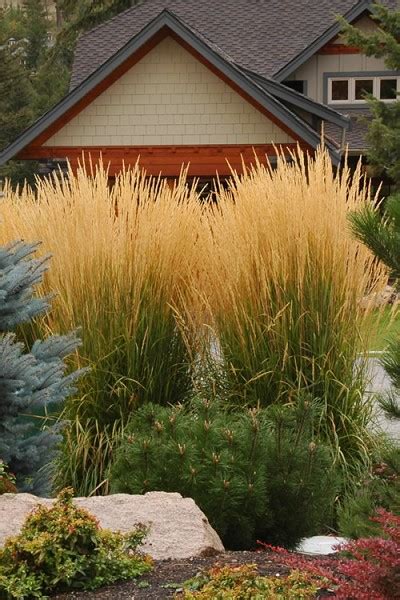 Buy Karl Foerster Feather Reed Grass Free Shipping 1 Gallon Size