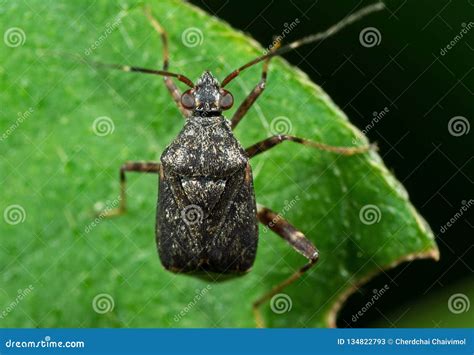 Macro Photo Of Little Shield Bug On Green Leaf Stock Image Image Of