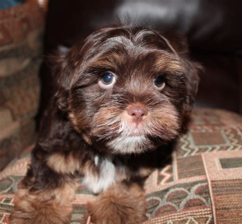 These havanese puppies are intelligent, gentle, and friendly. Yorkshire Terrier puppy dog for sale in Columbus, Ohio
