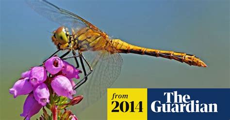 Uk Dragonfly Numbers May Be Down After Wet Winter Conservationists