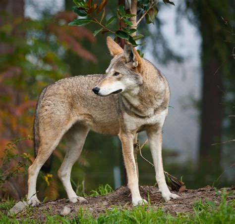 Agency Hides Red Wolf Info While Leaving Species To Dwindle Southern