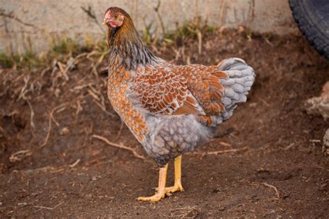 Splash Laced Red Wyandotte Chickens For Sale Chickens For Backyards