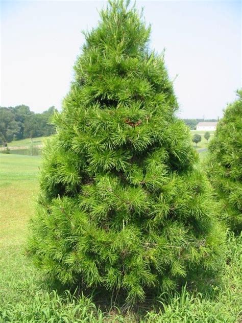 Virginia Pine Is A Great Evergreen For Landscaping Fencing And Is Also
