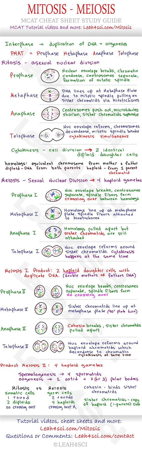 Mitosis And Meiosis Mcat Cheat Sheet Study Guide Sexiz Pix