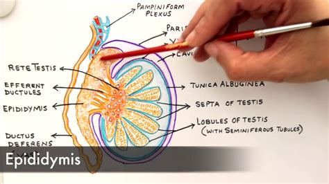 Gross Anatomy And Histology Of Testes Youtube