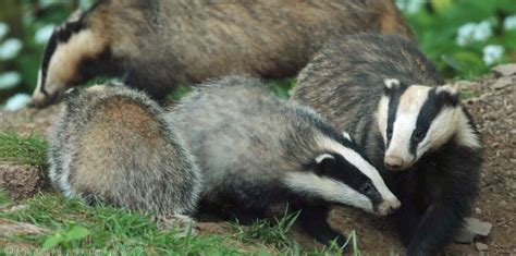 European Badger Behaviour Alloparental Care Wildlife Online