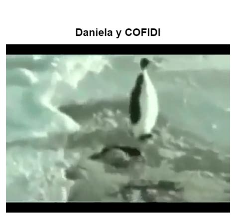 Penguin Slap Animated  Maker Piñata Farms The Best Meme