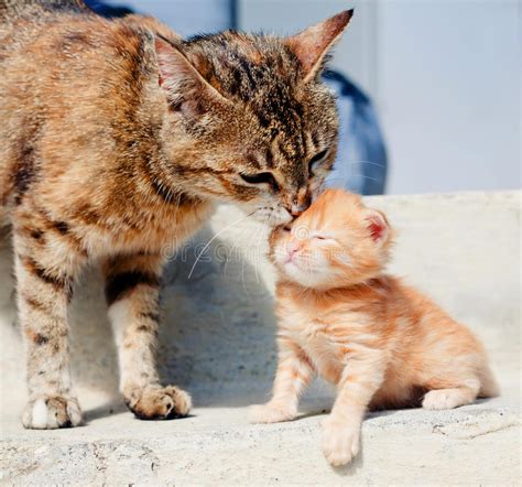 Yes, you can train a cat it's a great chance to bond with kitty. Cat is licking her kitten stock image. Image of small ...