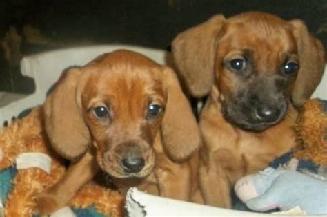 Redbone Coonhound Puppy Purebred For Sale In Scottville Michigan