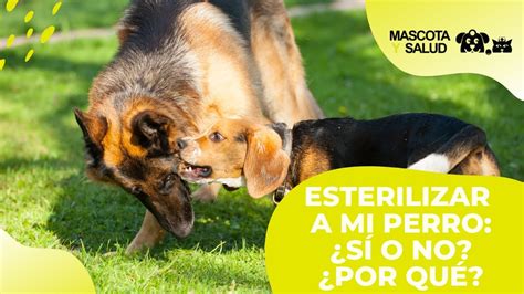 Castrar O Esterilizar A Mi Perro Pros Contras Mascota Y Salud Youtube
