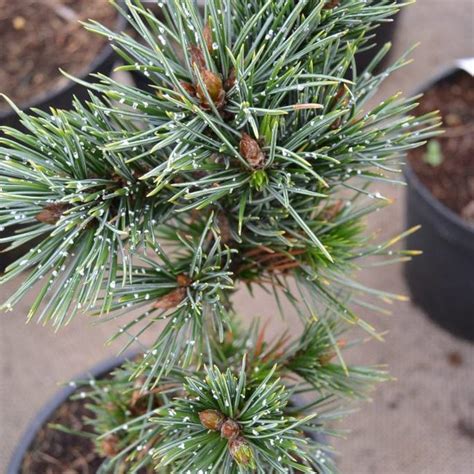 Pinus Aristata Herman Geers