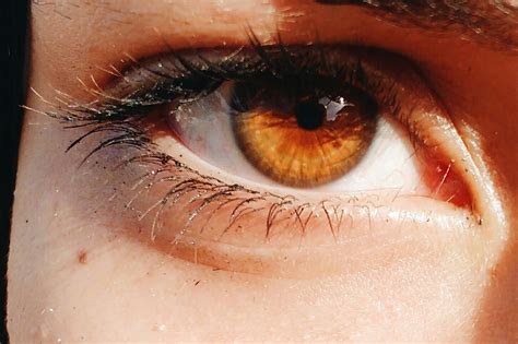 Amber Eyes Science Myths And Personality Traits Of Amber Eyed People