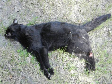 Dead Cat Now That Im In Anchorage Im Carless So I Was B Flickr
