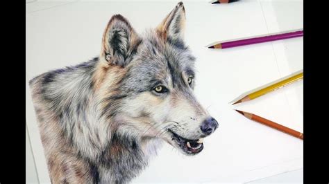 How To Draw A Realistic Wolf Colored Pencil Drawing