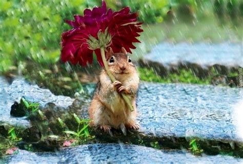 Hd wallpaper iphone wallpaper cute wallpaper cool wallpaper find your perfect wallpaper and download the image or photo for free. Funny Chipmunk Red Flower Rain | 2021 Live Wallpaper HD ...