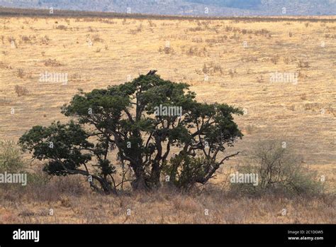 The Savannah Of The Serengeti In Tanzania Stock Photo Alamy