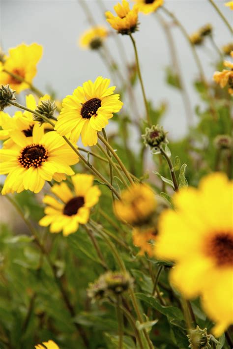 Yellow Wild Flowers Flowers Sonnie Alridge Flickr