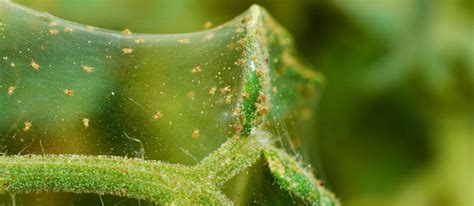 Spider Mites How To Identify And Remove From Your Garden