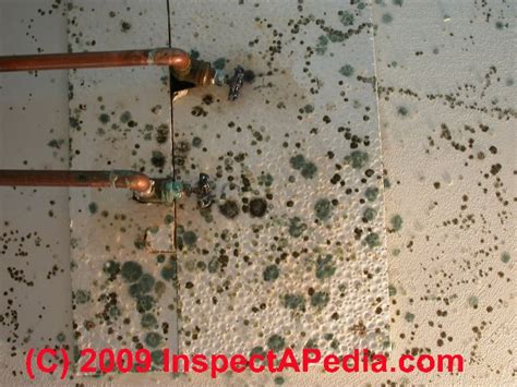 How does black mold form? black mold under carpet pad | Lets See Carpet new Design