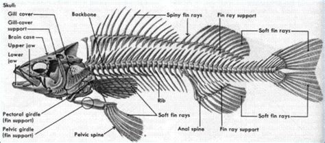 Fish Bones Animal Anatomy Pinterest Fish Animal Anatomy And Anatomy