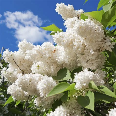 Heres How To Take Care Of Lilacs The Right Way Useful Tips