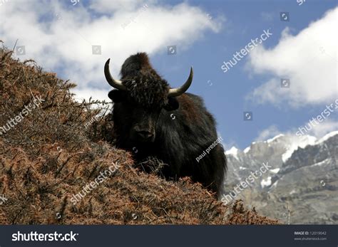 Wild Yak Himalayas Annapurna Nepal Stock Photo 12019042 Shutterstock