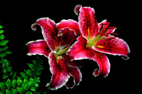 Tiger Lily Flower Wallpaper Gambar Bunga